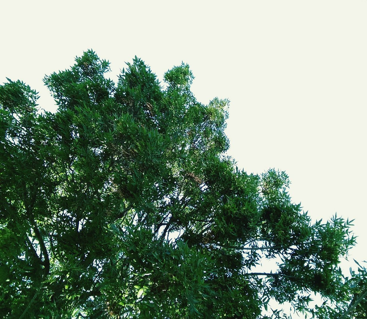 tree, low angle view, nature, clear sky, growth, no people, forest, blue sky, outdoors, beauty in nature, hope, height, day