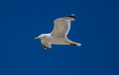 Low angle view of seagull flying against blue sky