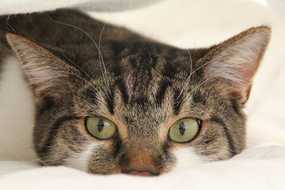 Close-up portrait of a cat