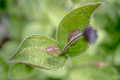 Close-up of purple flower buds growing on plant