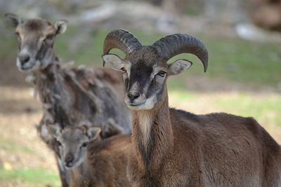 Portrait of horse on field