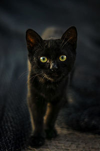 Close-up portrait of black cat