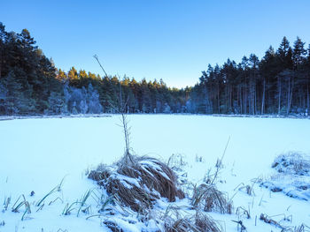Close-up of snow covered trees on field against clear sky