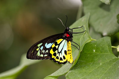 Close-up of a cairns birdwing butterfly