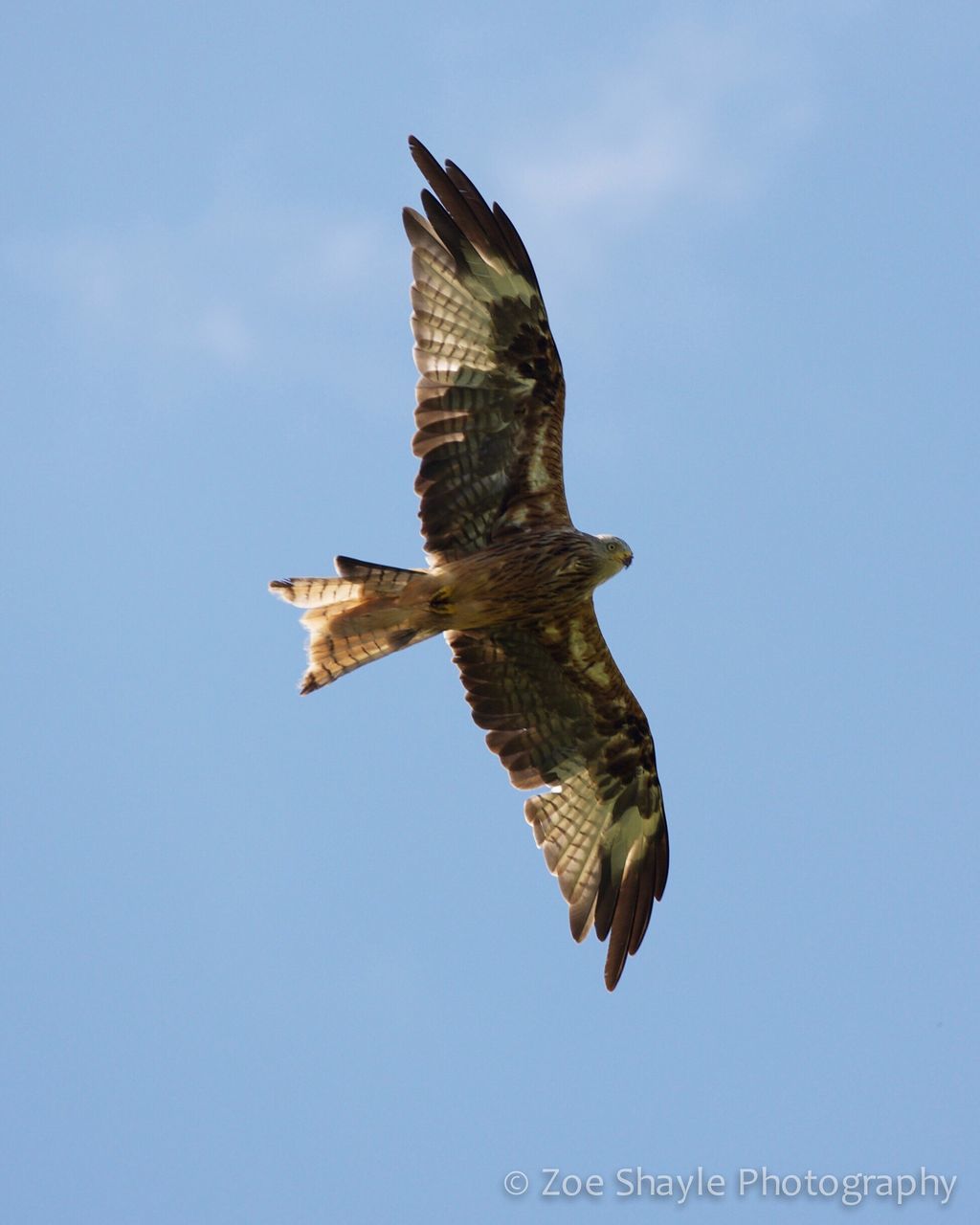 flying, bird, spread wings, one animal, animal themes, mid-air, animals in the wild, low angle view, clear sky, day, animal wildlife, sky, outdoors, bird of prey, no people, nature, motion, full length, close-up