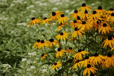 Close-up of yellow flowering plant