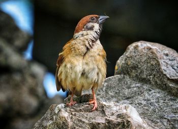 Close-up of bird perching on rock