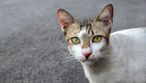 Close-up portrait of cat against white wall