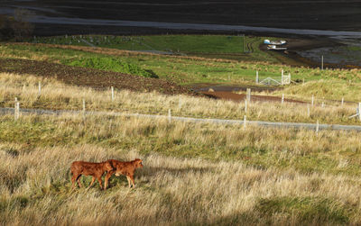 Cows on field