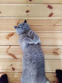 Close-up of cat on wooden plank