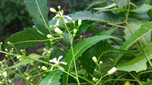 Close-up of fresh green plant