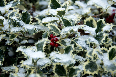 Close-up of snow on plant