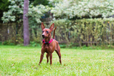 Outdoor portrait of a red miniature pinscher dog