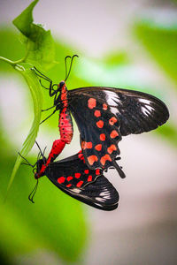 Close-up of butterfly on leaf