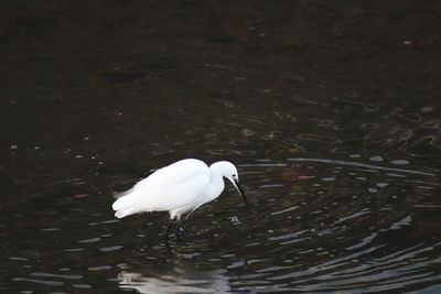 High angle view of a bird in water