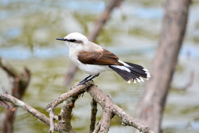 Close-up of bird perching on branch