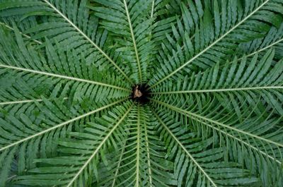 Full frame shot of leaves