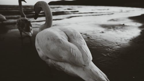 Close-up of swan in lake
