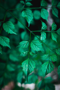 Close-up of leaves on plant