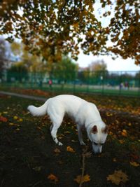 Autumn walk of a white dog. detective