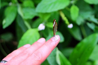Close-up of insect on hand