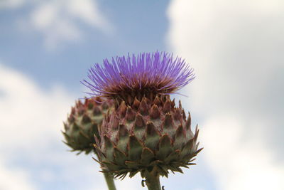 Close-up of thistle flower against sky