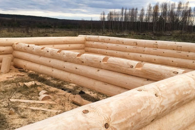 Stack of logs on field in forest