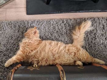High angle view of cat sleeping on rug