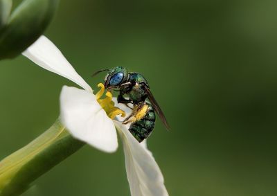 Close-up of insect on flower