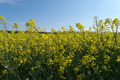 Scenic view of oilseed rape field against sky