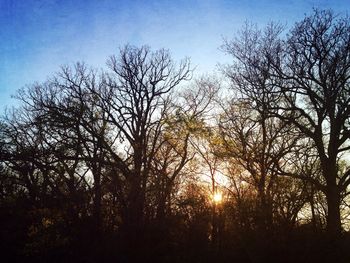 Low angle view of bare trees against sky