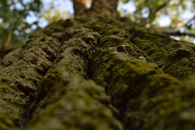 Close-up of moss growing on tree trunk