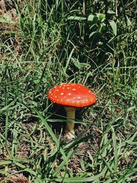 Mushroom growing on field