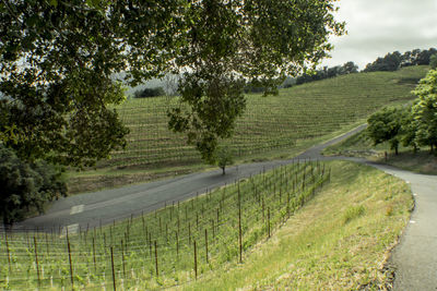 Scenic view of road amidst trees against sky