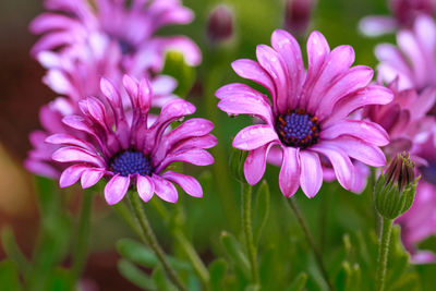 Close-up of pink flowers
