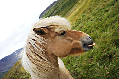 Close-up of an animal