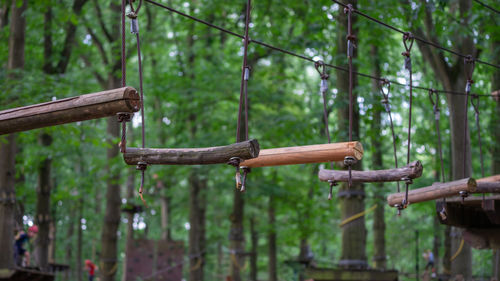 Close-up of bamboo and trees in forest