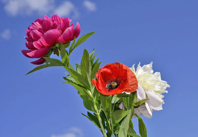 Close-up of red flower against sky