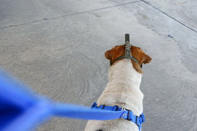 High angle view of dog by umbrella