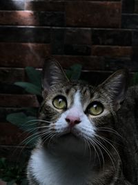 Close-up portrait of a cat