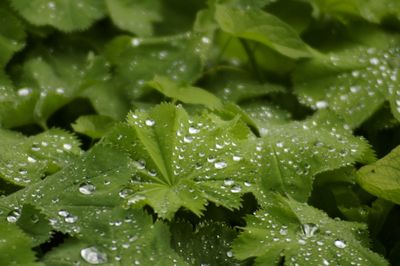 Close-up of water drops on leaves