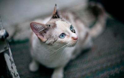 Close-up portrait of cat