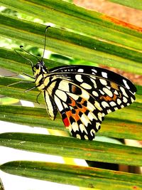 Butterfly on leaf