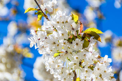 Close-up of apple blossoms in spring