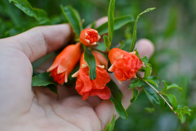 Close-up of hand holding red flower