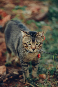 animal