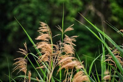Close-up of crops growing on field