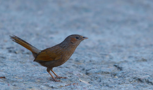 Close-up of bird looking away