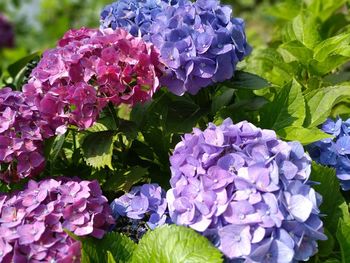 Close-up of purple hydrangea flowers