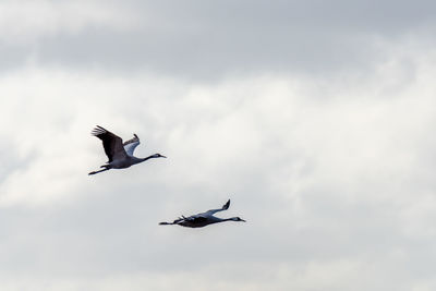 Low angle view of seagulls flying in sky